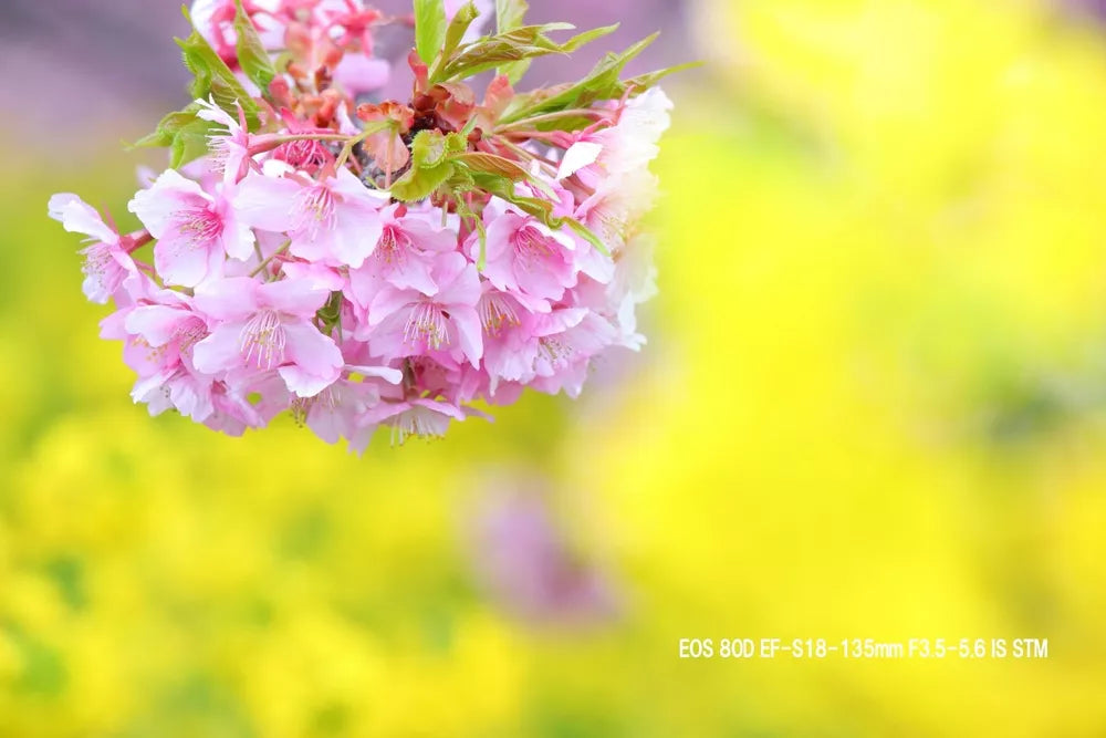 Canon EOS 80D 24.2 MP Digital SLR Camera (Body Only) – Black - cameraavenue