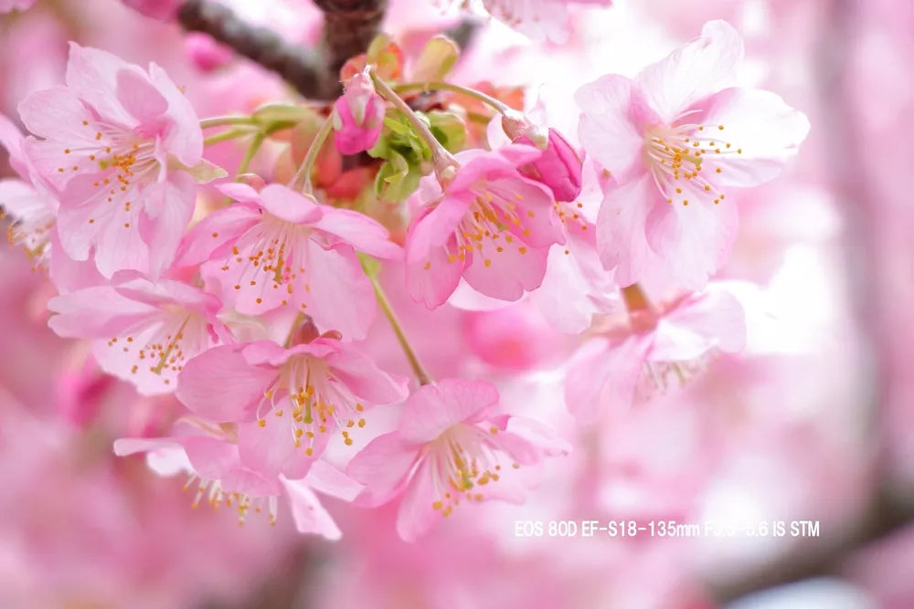 Canon EOS 80D 24.2 MP Digital SLR Camera (Body Only) – Black - cameraavenue