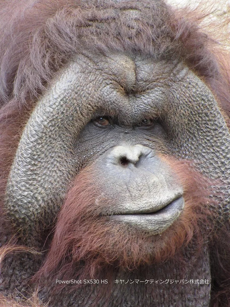 Canon PowerShot SX530 HS 16.0 MP Digital Camera with 50× Optical Zoom – Black - cameraavenue