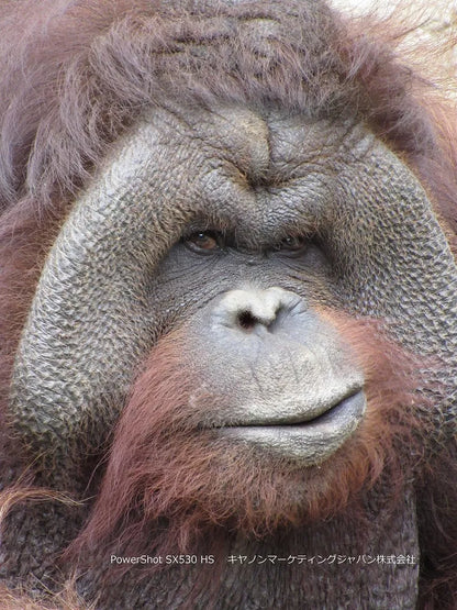 Canon PowerShot SX530 HS 16.0 MP Digital Camera with 50× Optical Zoom – Black - cameraavenue