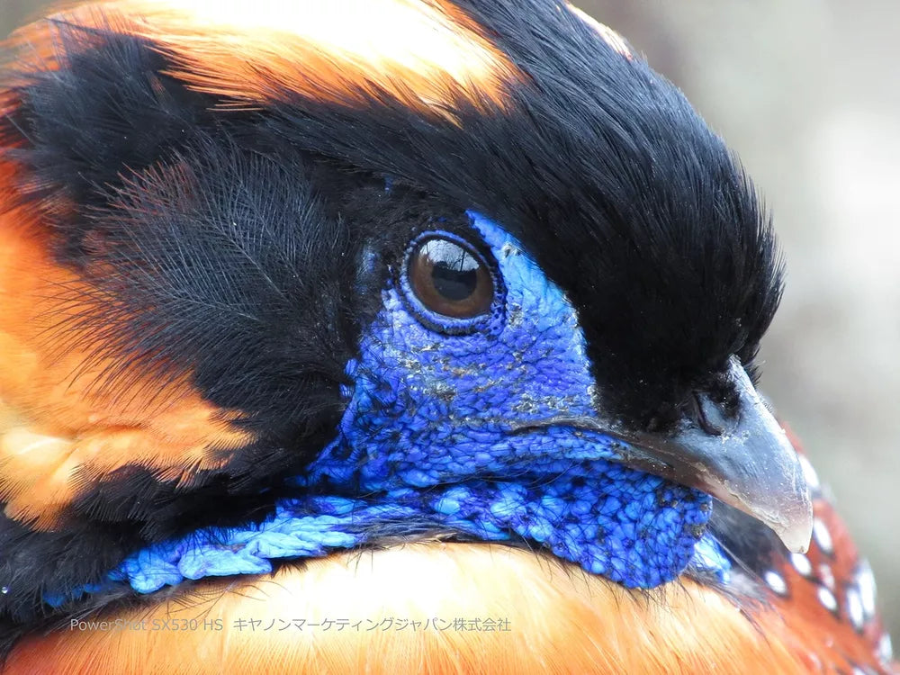 Canon PowerShot SX530 HS 16.0 MP Digital Camera with 50× Optical Zoom – Black - cameraavenue